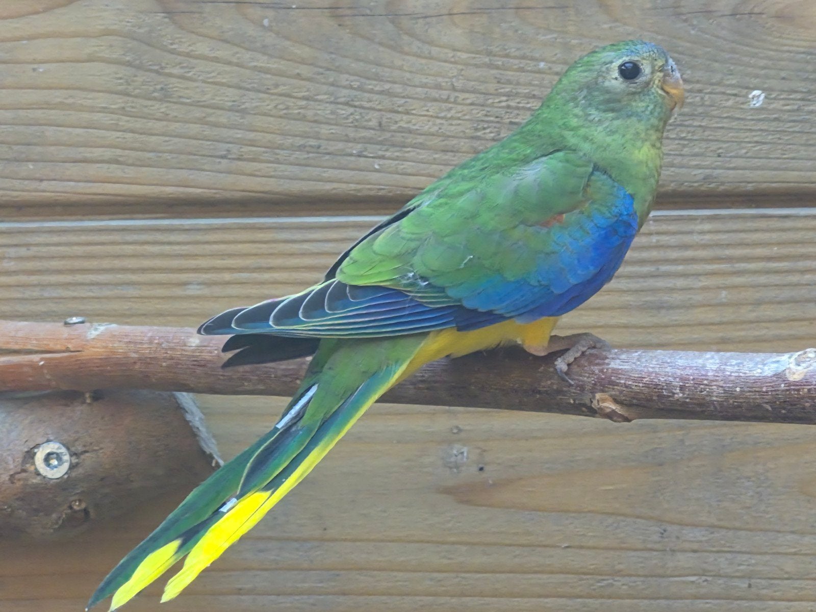 Turquoisine parkiet 2026, Perruche