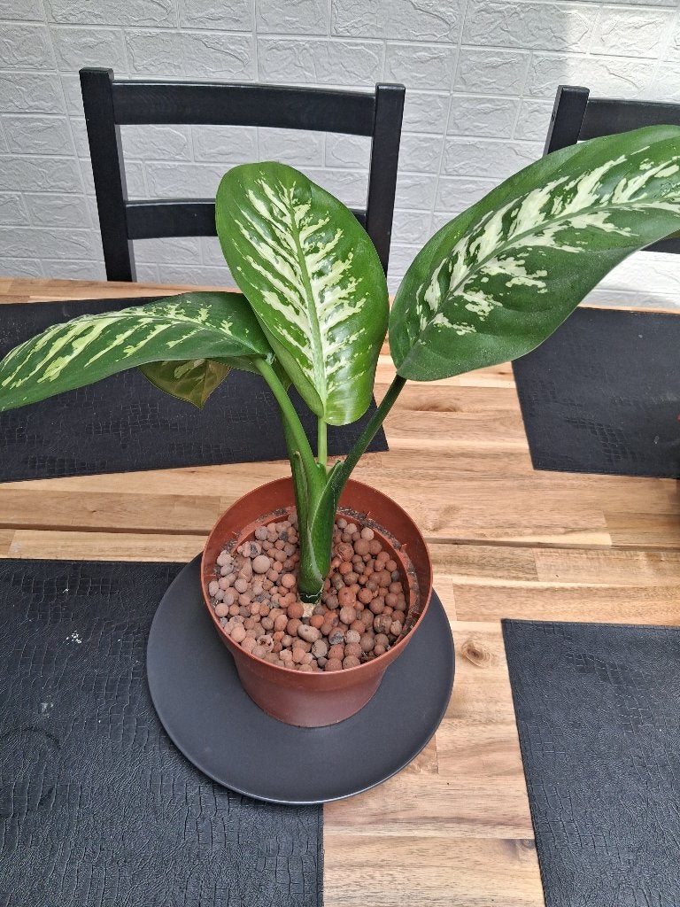 Dieffenbachia Tropic Snow, Ophalen, Overige soorten, Halfschaduw, Minder dan 100 cm