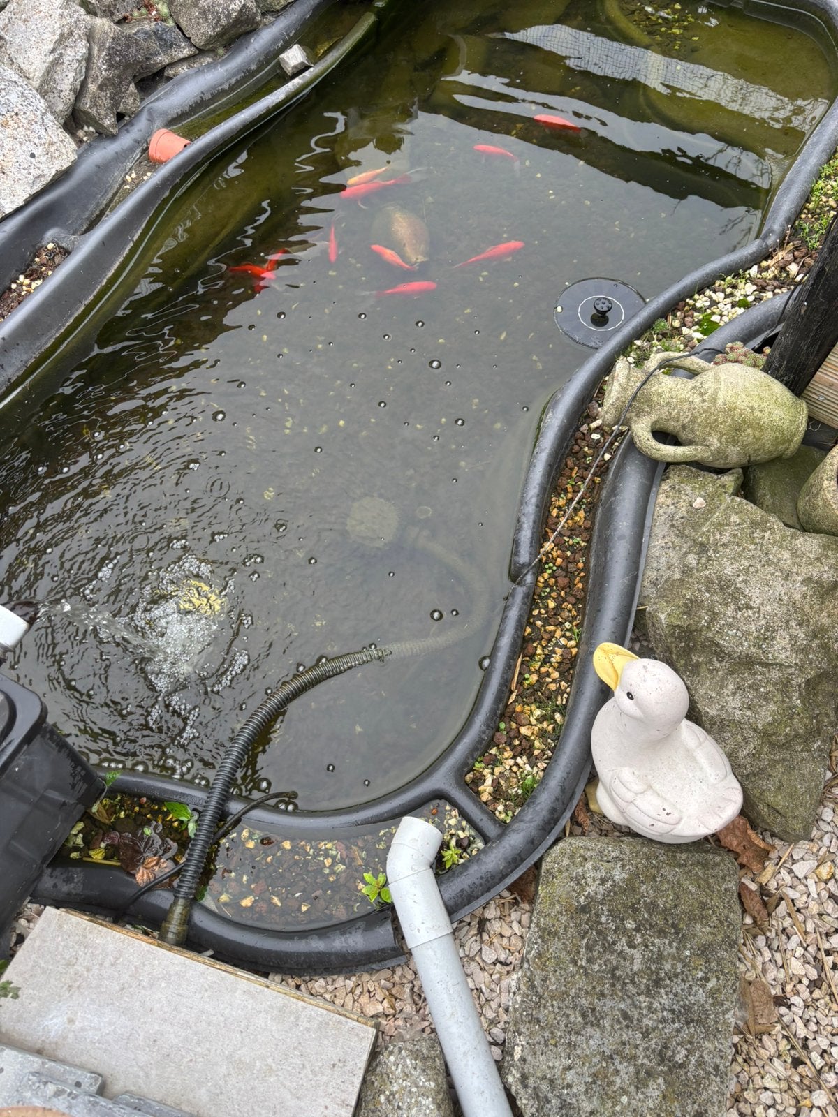 Poissons rouges, Jardin & Terrasse, Enlèvement, Comme neuf