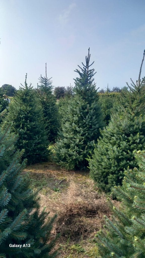 Kerstbomen Nordman en Omorika te Riemst ( tegen Maastricht), Ophalen, Overige soorten, 100 tot 250 cm