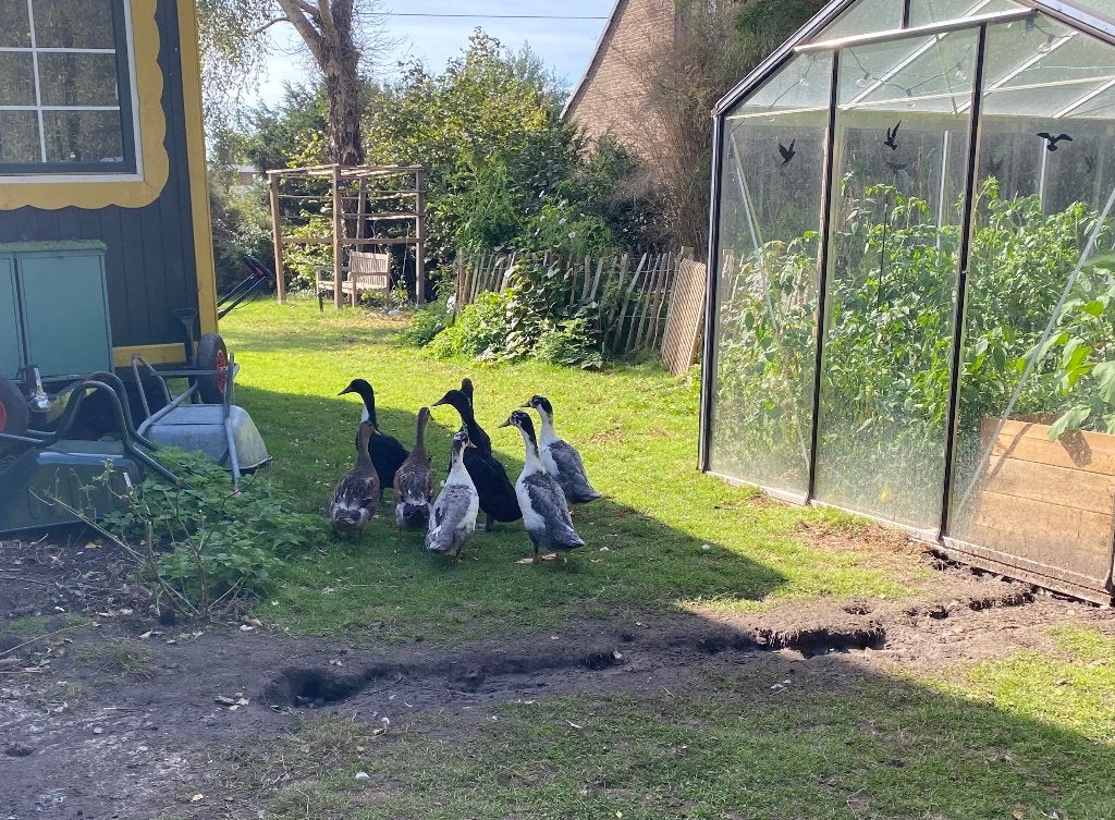 Mannelijke loopeenden / woerden, Animaux & Accessoires, Mâle, Canard