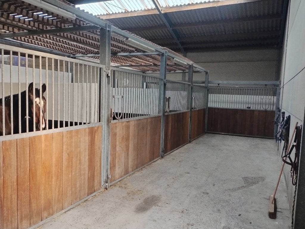 stal/box + weide voor paard/pony te huur VOL PENSION, Dieren en Toebehoren, Weidegang