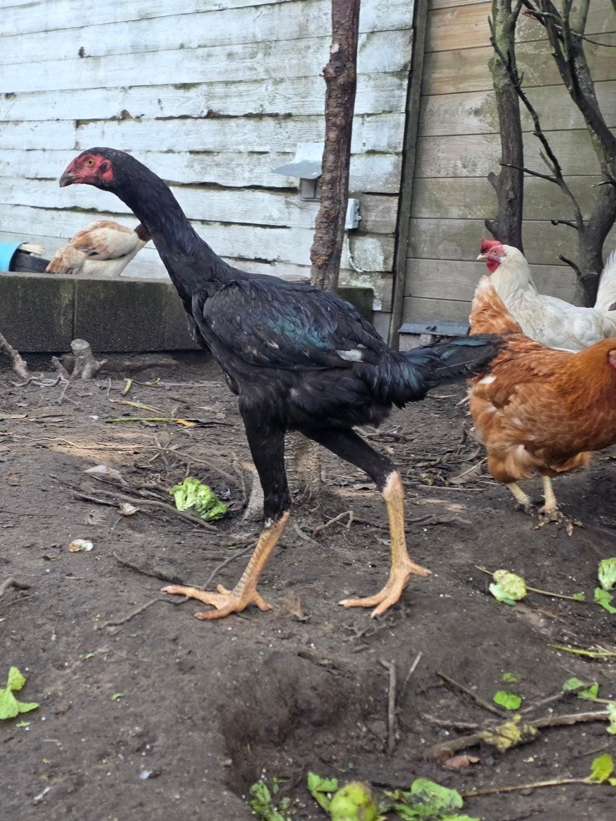 Shamo haan en kippen 75€, Dieren en Toebehoren