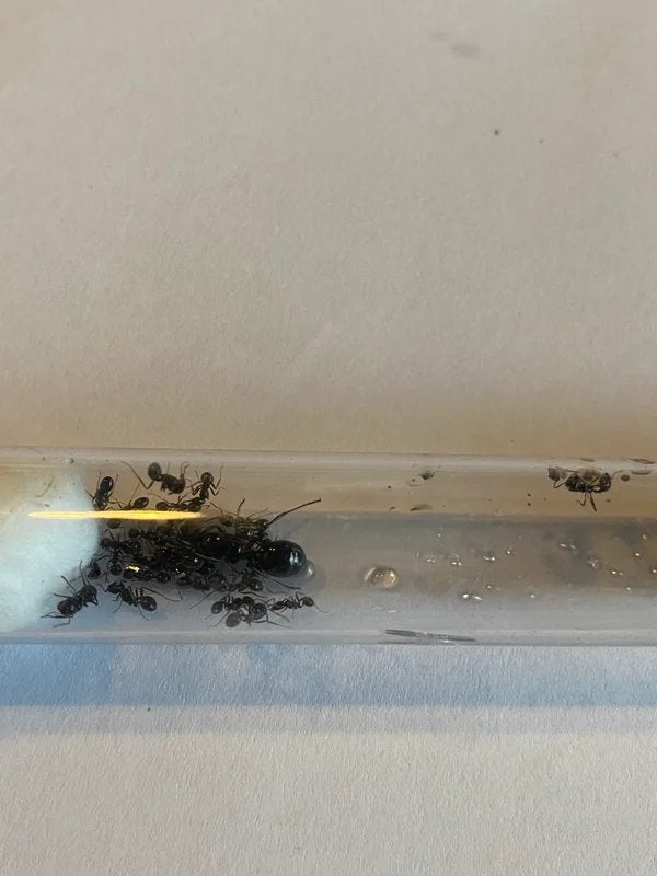 La reine Messor Barbarus avec 10 à 20 ouvriers, Animaux & Accessoires
