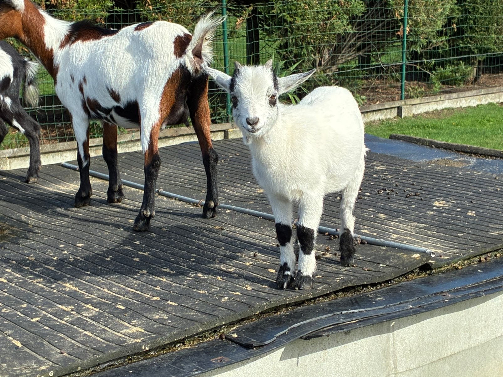 Dwergbokje, Dieren en Toebehoren