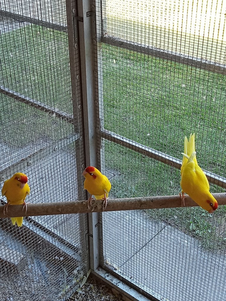 kakariki, Dieren en Toebehoren, Meerdere dieren, Parkiet, Geringd