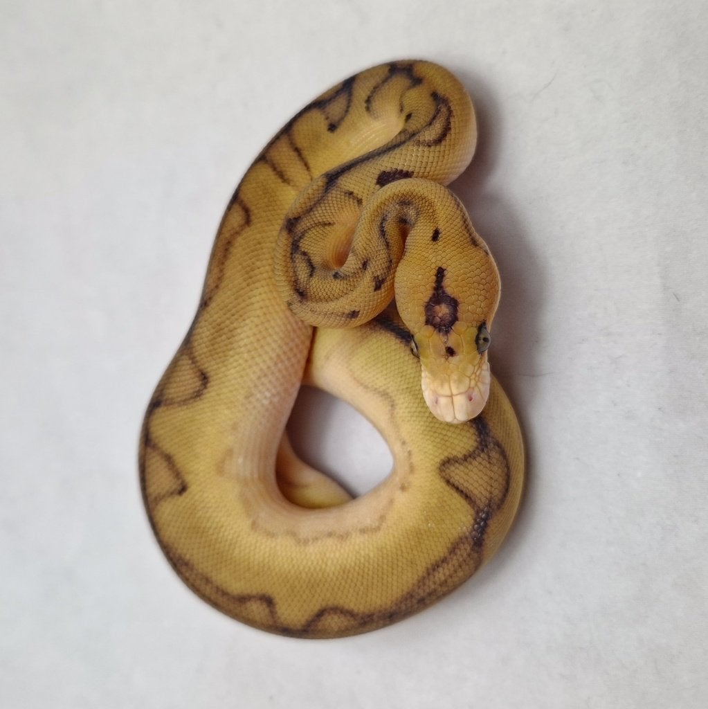 Enchi Champagne Clown het Pied koningspython man, Serpent, Domestique, 0 à 2 ans