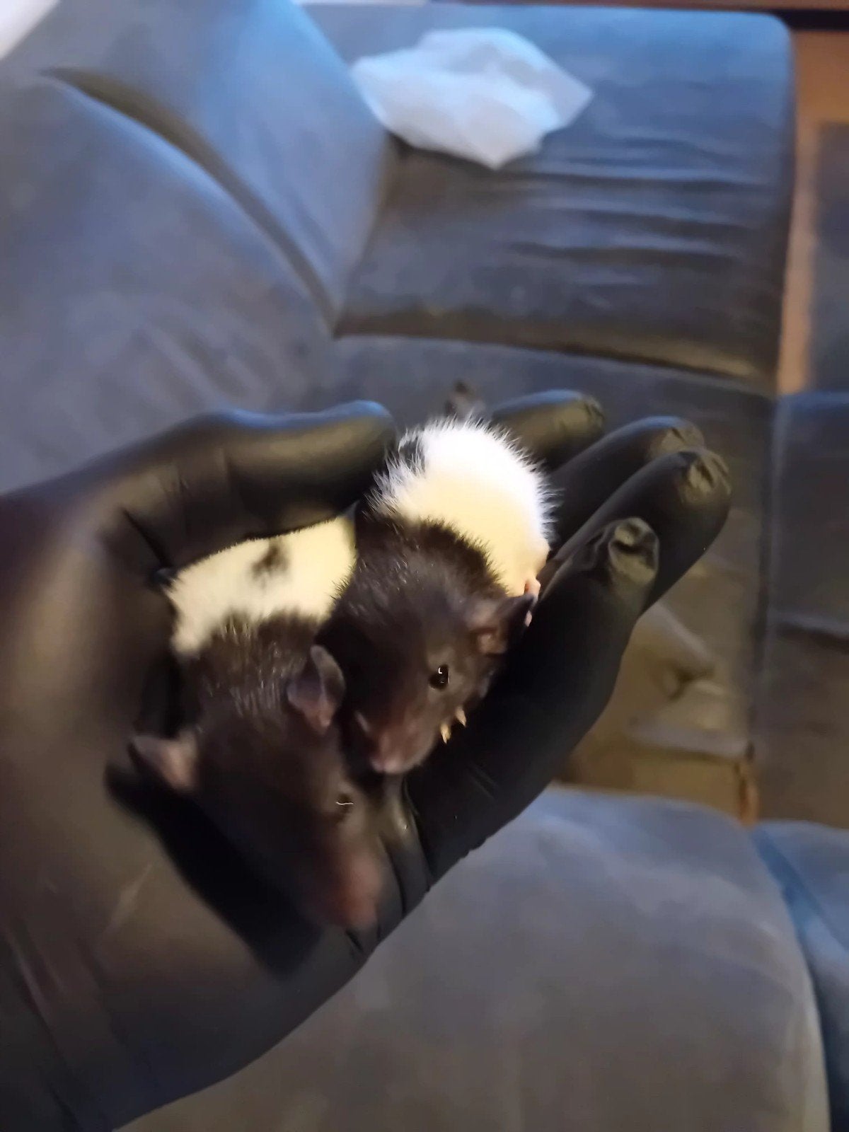 jonge ratjes  normaal en naakt ratten, Dieren en Toebehoren, Rat, Meerdere dieren, Tam, September