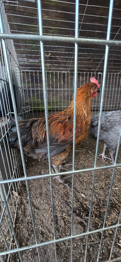 Haan Maran, Dieren en Toebehoren, Pluimvee, Mannelijk, Kip