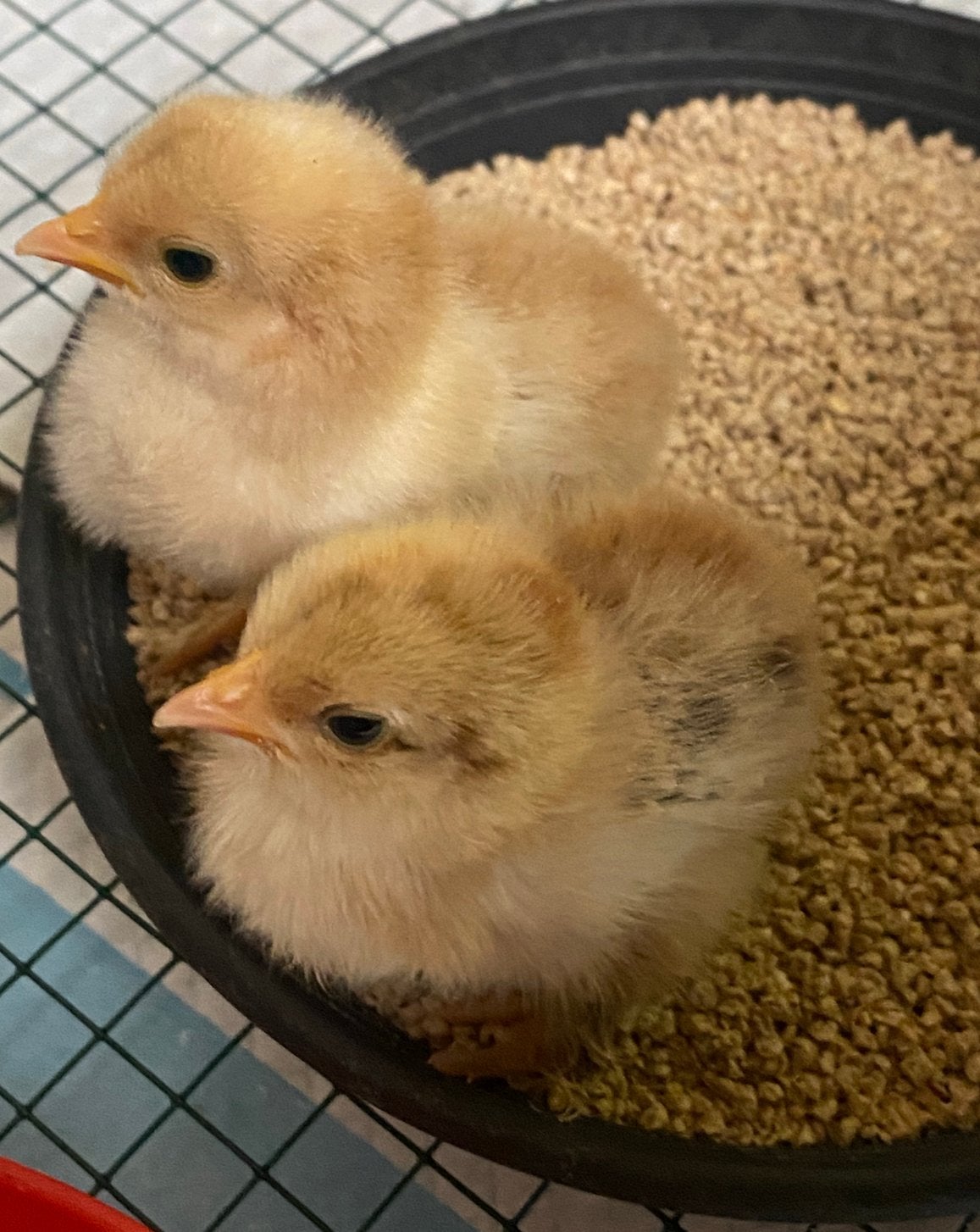 Kuikens, Dieren en Toebehoren