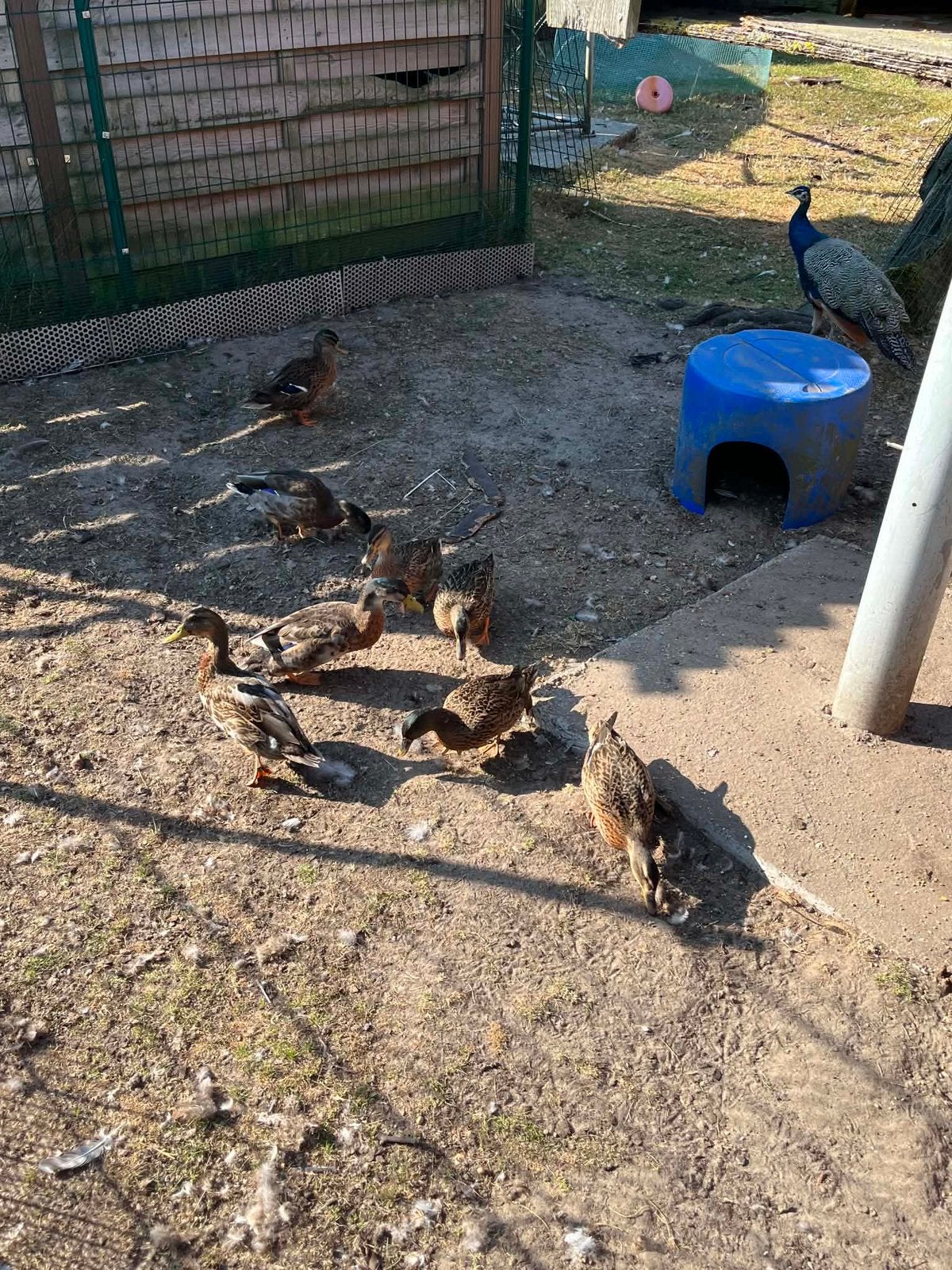 Wilde eenden, Dieren en Toebehoren, Pluimvee