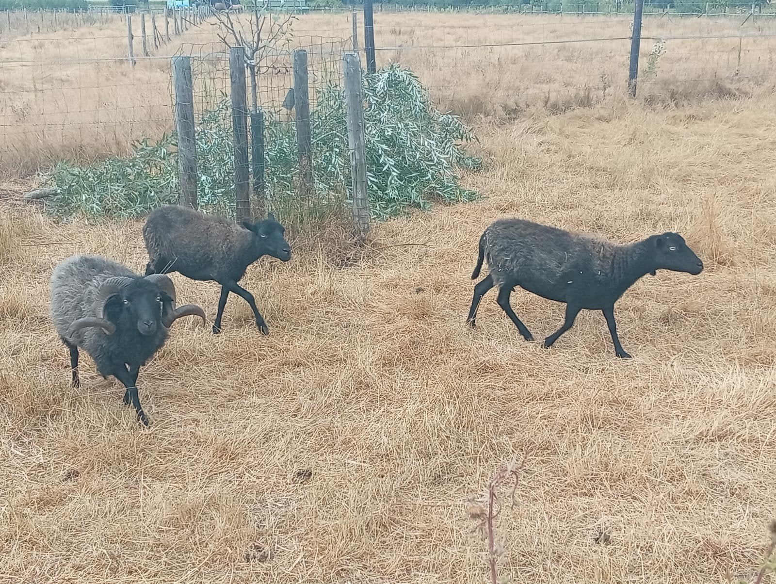quessantschapen, Dieren en Toebehoren, Schapen, Geiten en Varkens