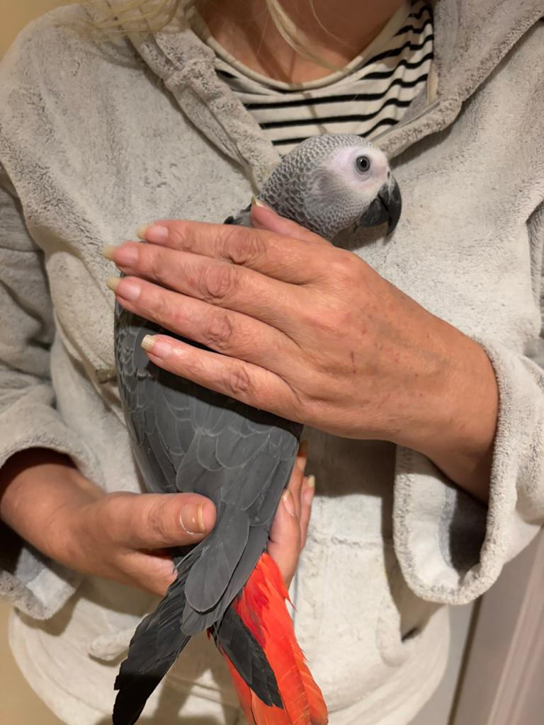 Couple gris du Gabon EAM non consanguin, Dieren en Toebehoren, Vogels | Parkieten en Papegaaien, Meerdere dieren, Papegaai, Pratend