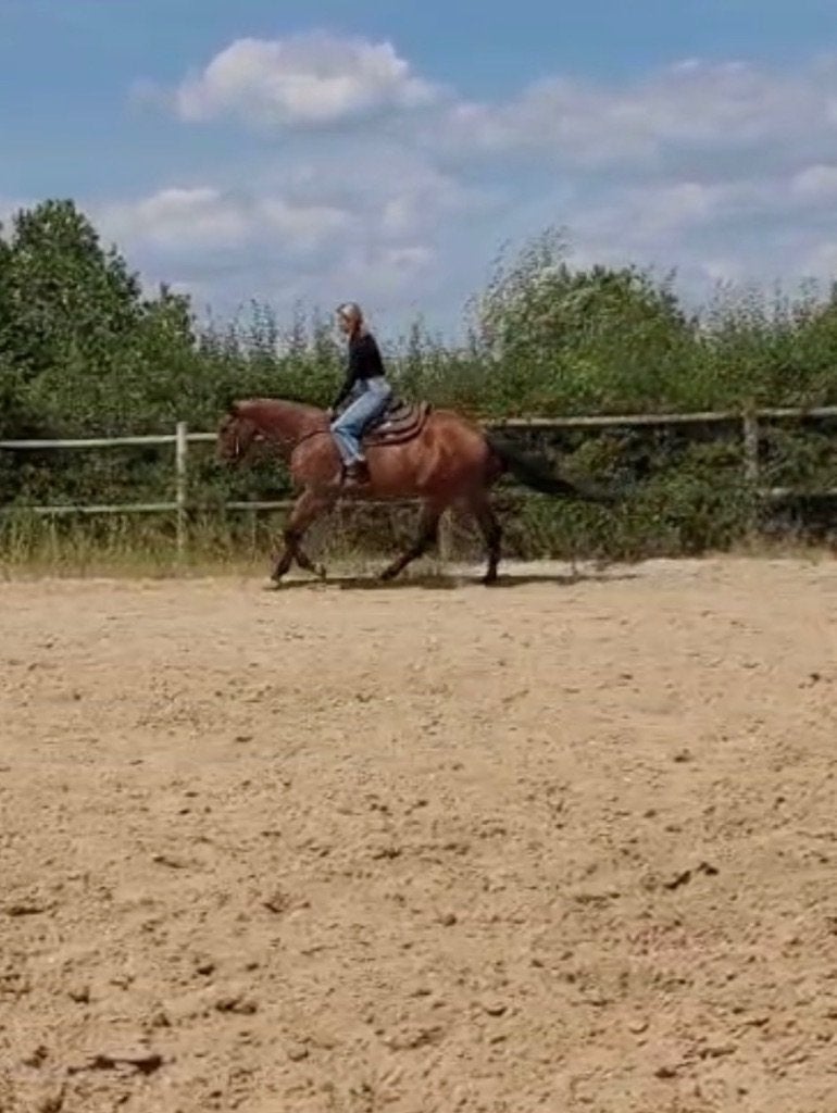 5- jarige quarter, Dieren en Toebehoren, Paarden, Merrie, Minder dan 160 cm, 3 tot 6 jaar, Westernpaard, Met stamboom, Gechipt