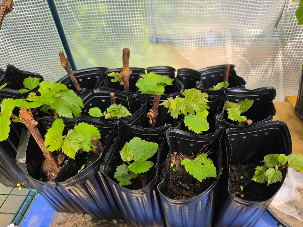 Vigne, Jardin & Terrasse, Enlèvement ou Envoi