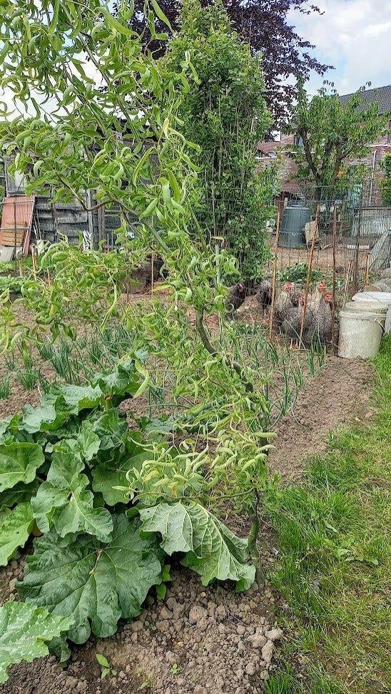 krulwilg, Tuin en Terras, Planten | Bomen, Ophalen