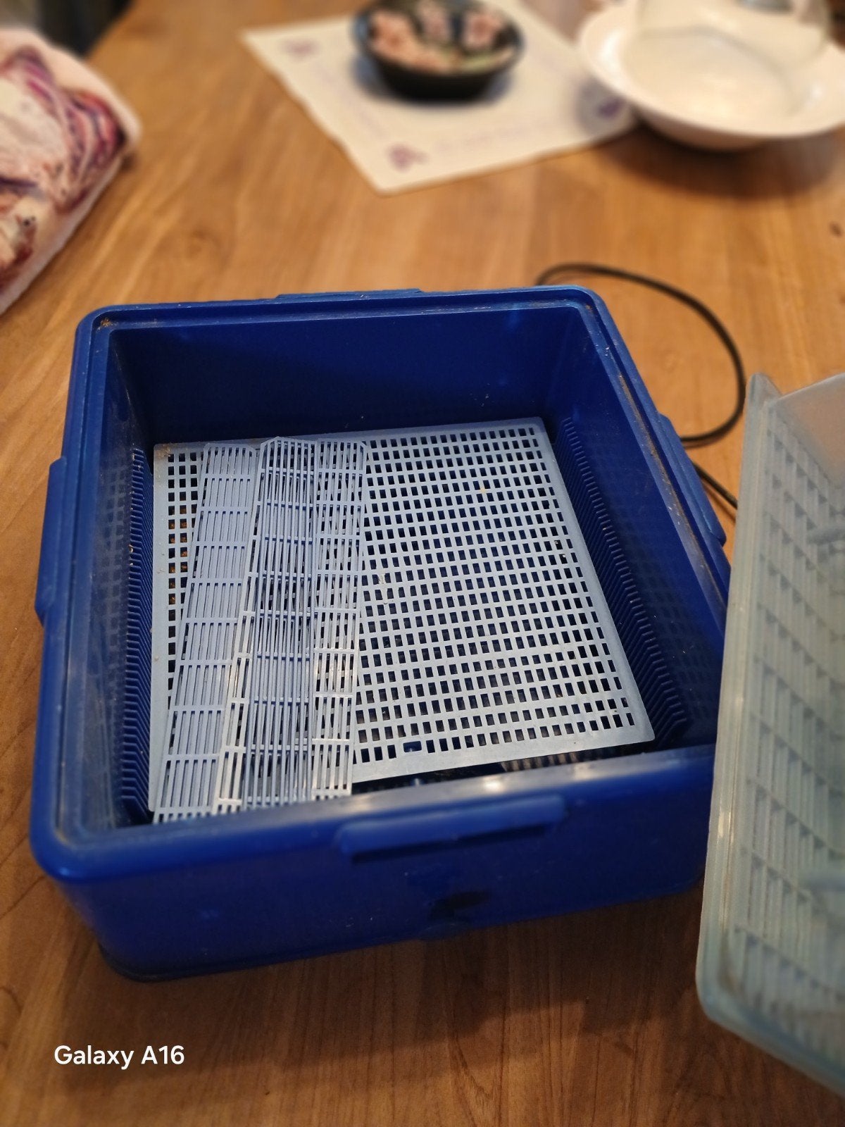 broedbak, Dieren en Toebehoren, Insecten en Spinnen
