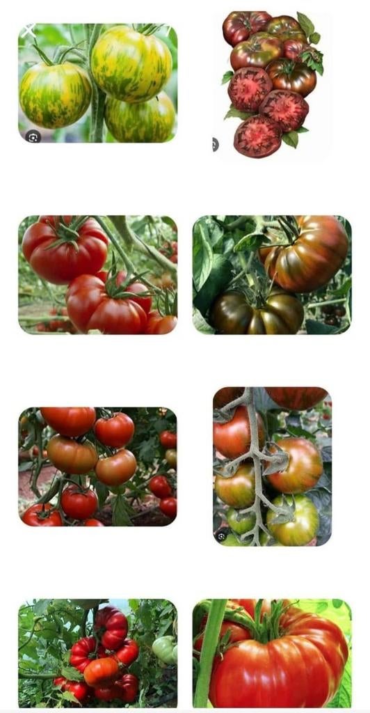 Graines de tomates biologiques, 10 pièces pour 1 euro., Jardin & Terrasse, Enlèvement ou Envoi