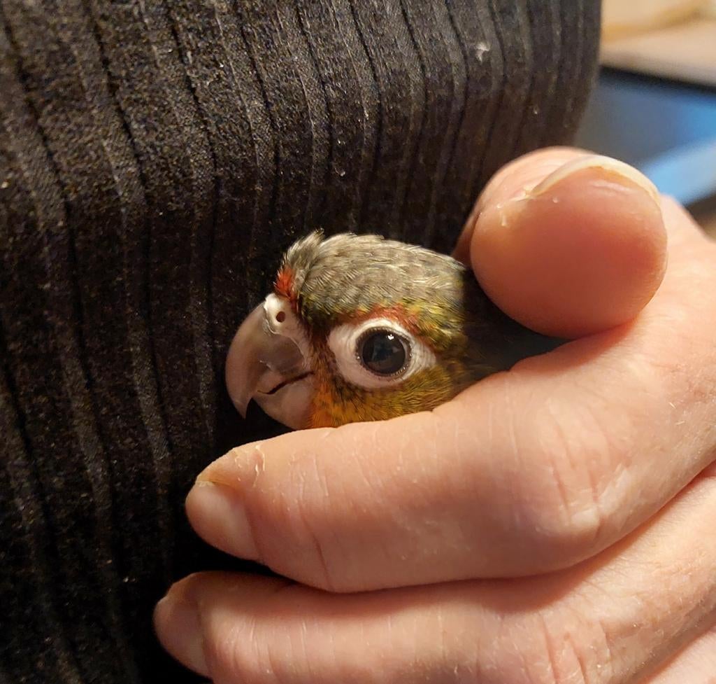 Pyrrhura, Dieren en Toebehoren, Geringd