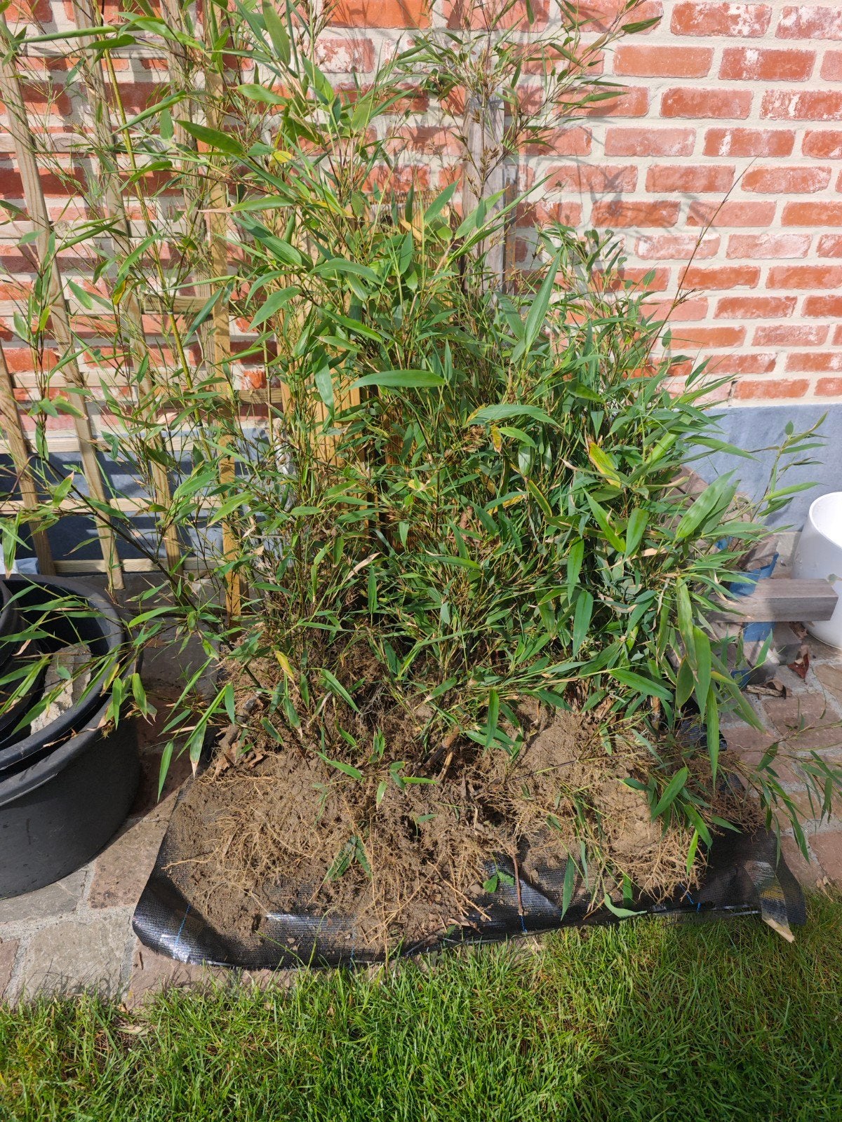 7 kluiten zwarte bamboe - Phyllostachys nigra, Tuin en Terras, Planten | Struiken en Hagen, Ophalen