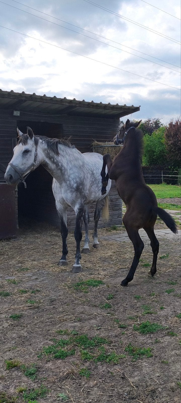 Veulen met top pedegre, Dieren en Toebehoren, Paarden, Merrie