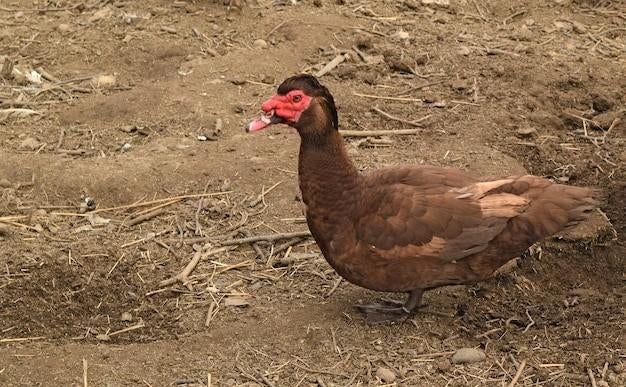 Ik zoek een bruine barberie eend woerd., Dieren en Toebehoren, Mannelijk, Eend