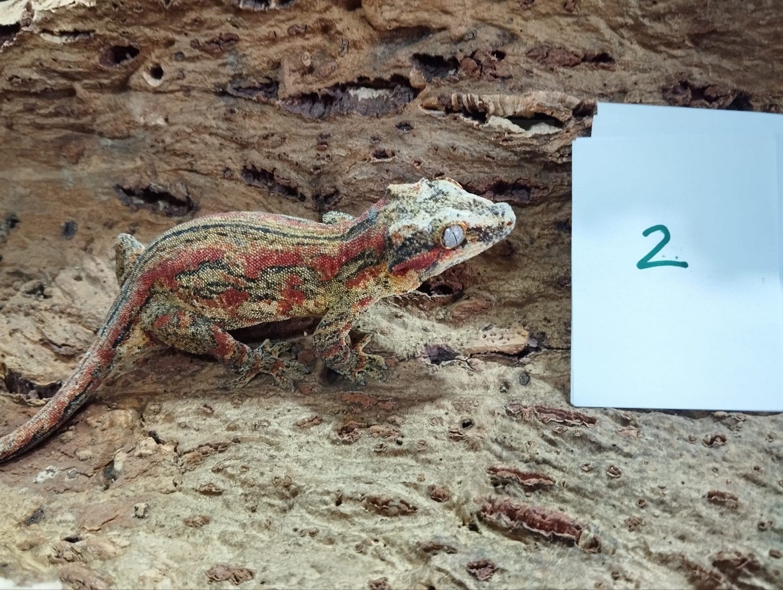 Gekko: Rhacodactylus Auriculatus