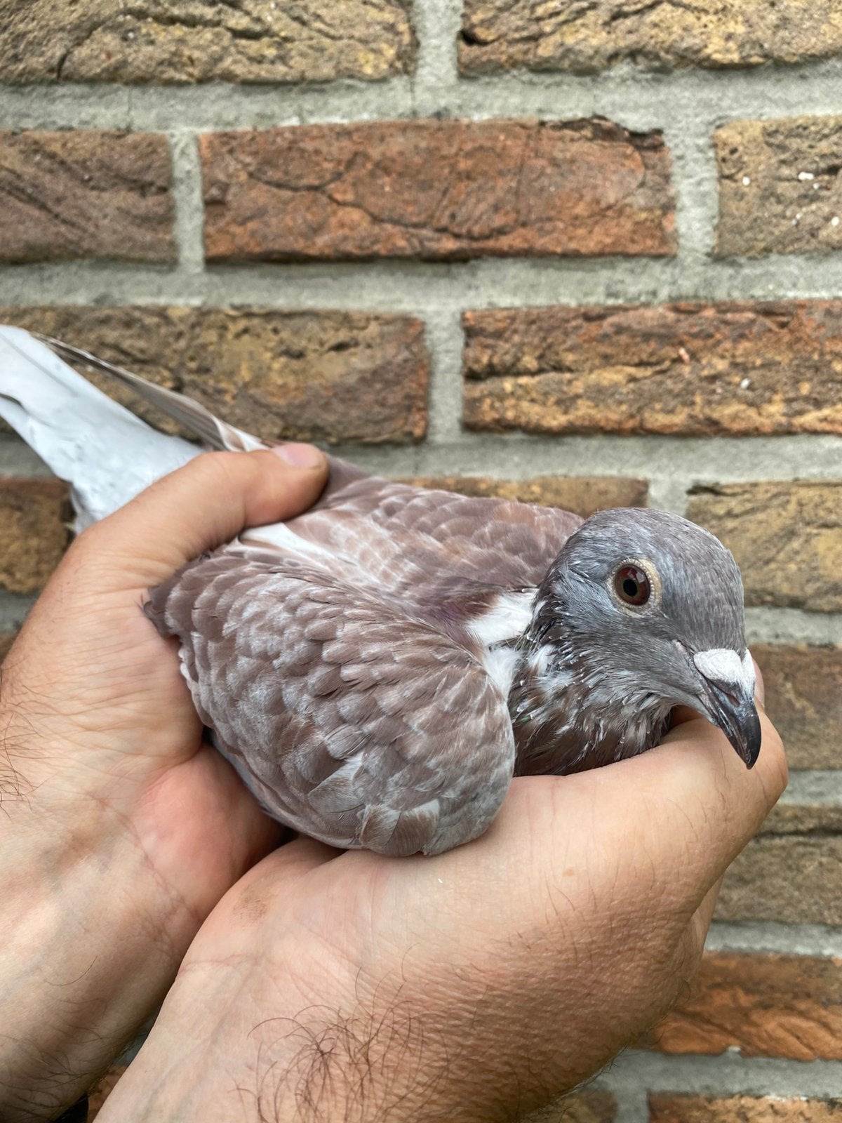 Duivin 2026   L. De Heijde / Lindenberg, Dieren en Toebehoren, Vrouwelijk, Postduif