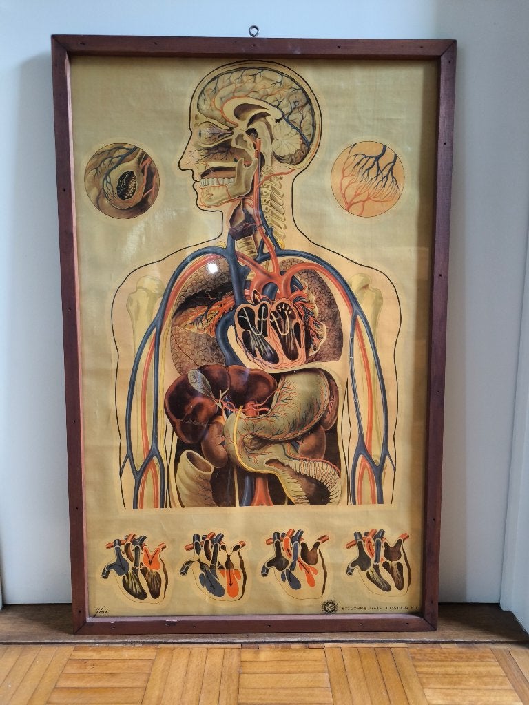 Originele Medische wandplaat hart en bloedsomloop J. Teck, Ophalen, Natuur en Biologie