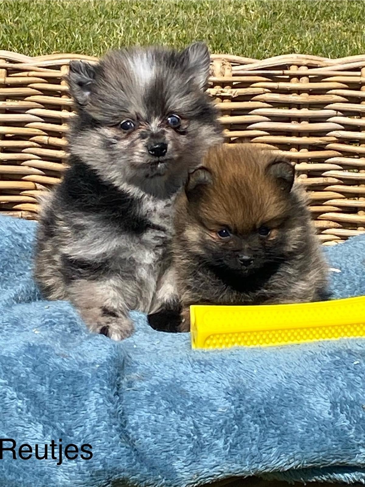 Duitse spitz / kleinkeesjes, Dieren en Toebehoren, Honden | Poolhonden, Keeshonden en Oertypen, Parvo, België, Keeshond, 8 tot 15 weken