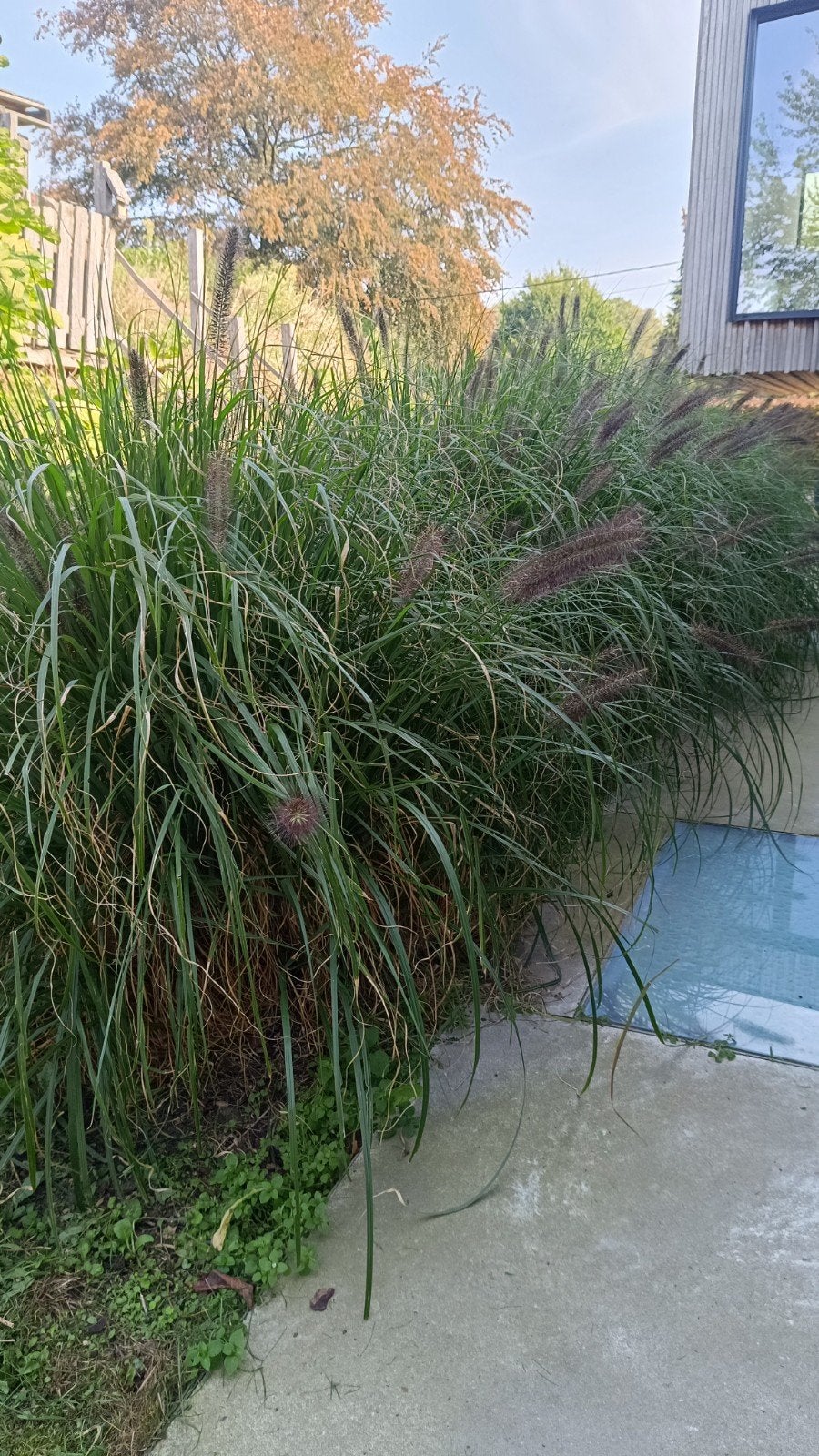 Penissetum +60 volwassen exemplaren, Jardin & Terrasse, Enlèvement, Plante fixe, Graminées ornementales