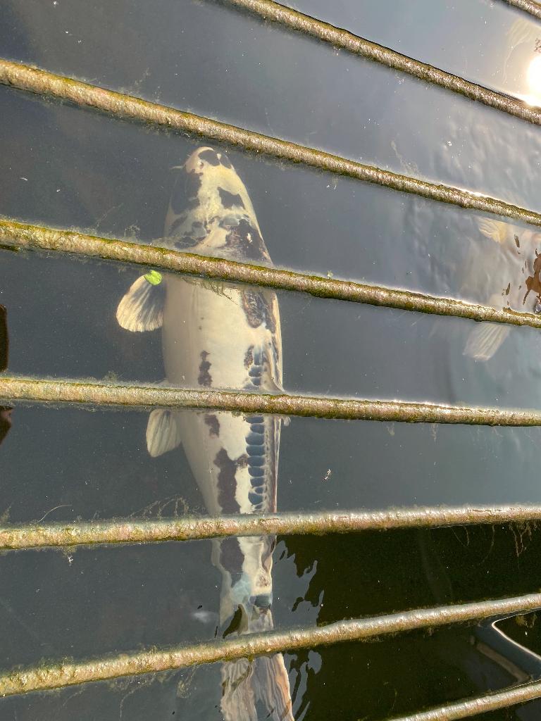 Koi karpers – mooie mix, verschillende kleuren en formaten, Dieren en Toebehoren, Vissen | Vijvervissen, Karper of Koi