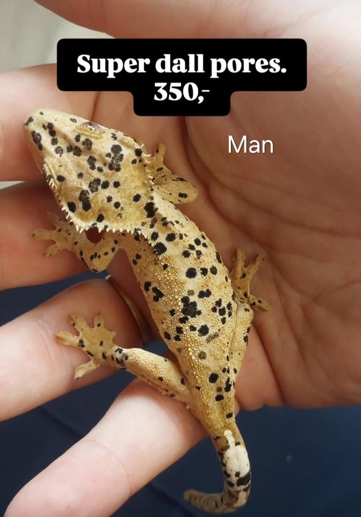 Verschillende wimpergekko's (man, vrouw, baby), Dieren en Toebehoren, Reptielen en Amfibieën, Hagedis, Tam, 0 tot 2 jaar