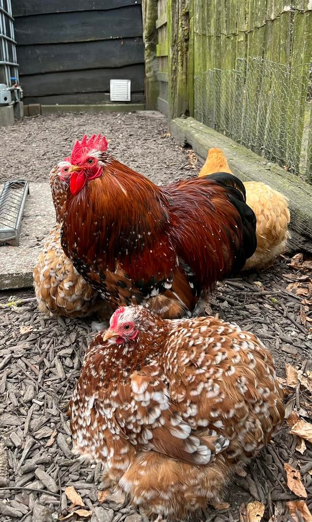 Cochin kriel porselein broedeieren, Dieren en Toebehoren, Pluimvee