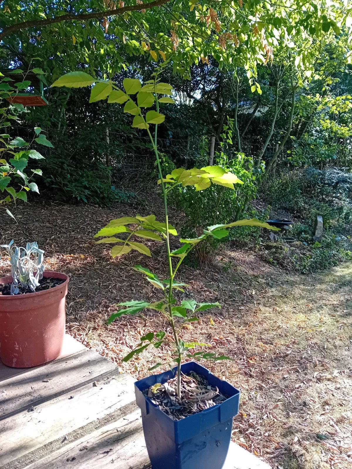 Sichuanpeper (Zanthoxylum simulans), Tuin en Terras, Planten | Fruitbomen, Ophalen, 400 cm of meer, Volle zon, Lente