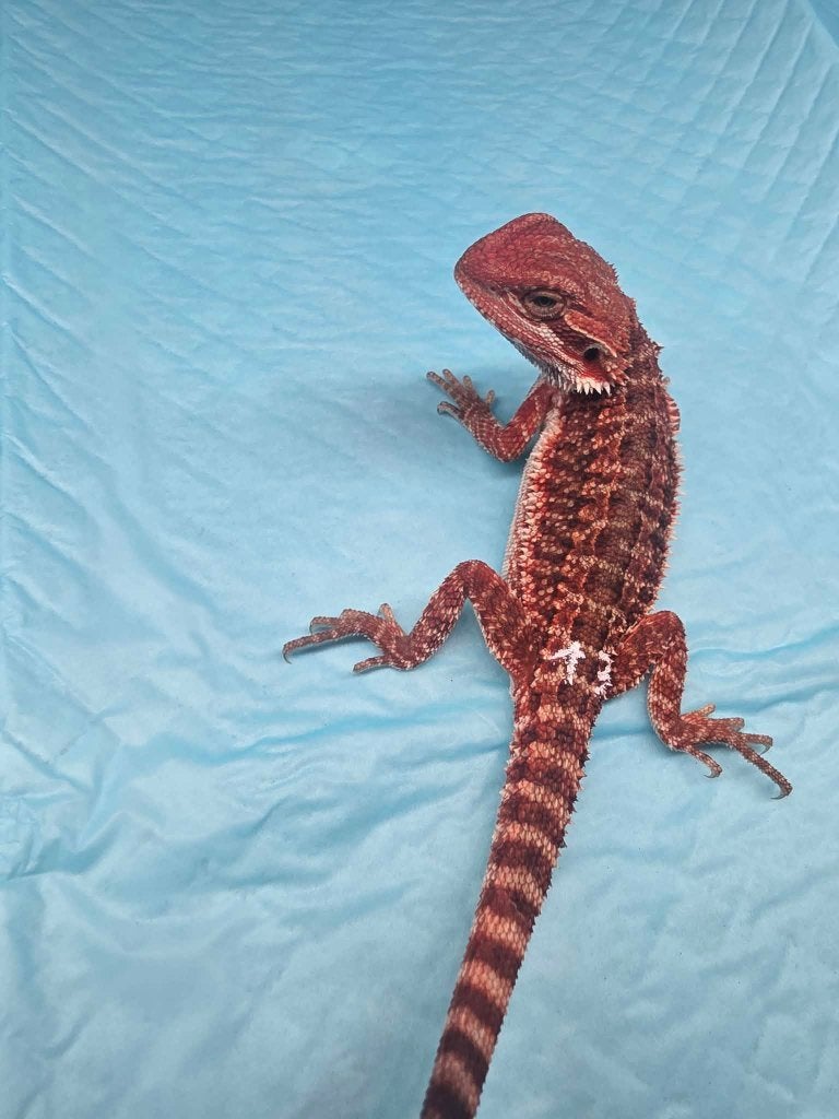 Baardagaam red monster ( het hypo), Hagedis, Tam, 0 tot 2 jaar