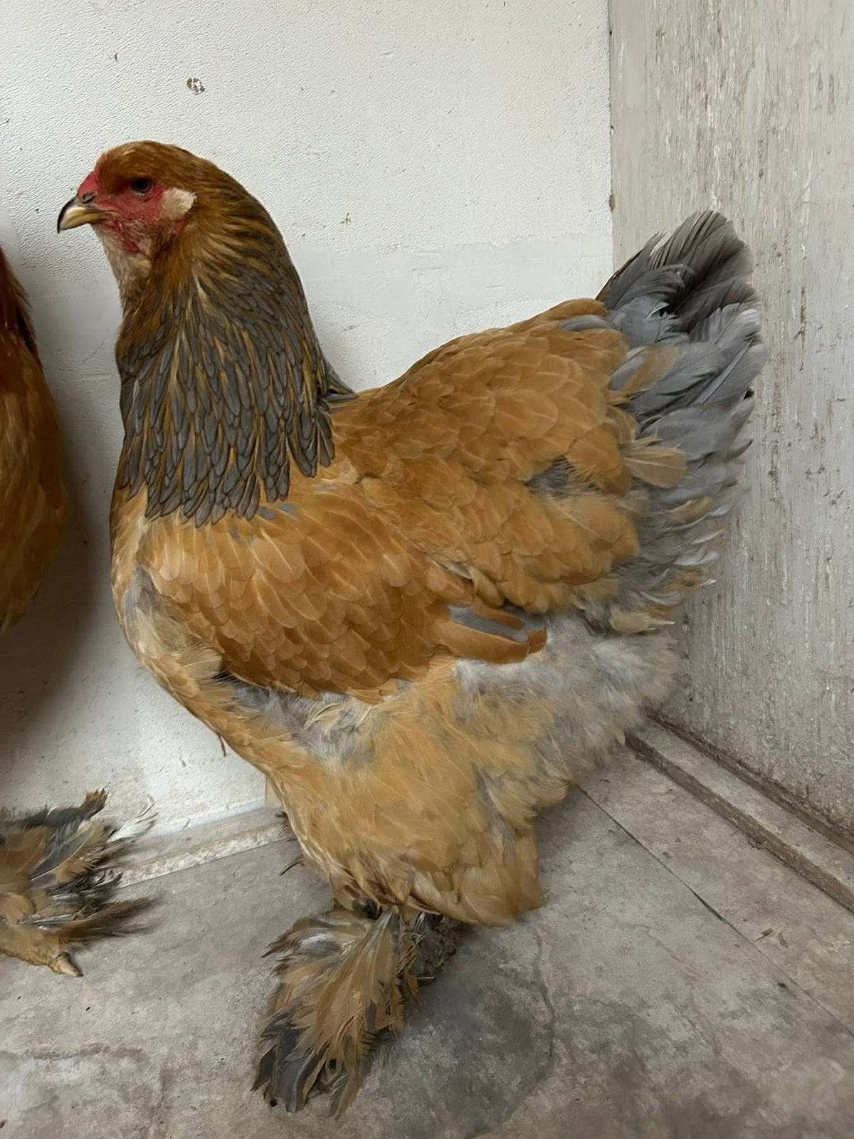 Brahma groothoender kippen, Dieren en Toebehoren, Pluimvee