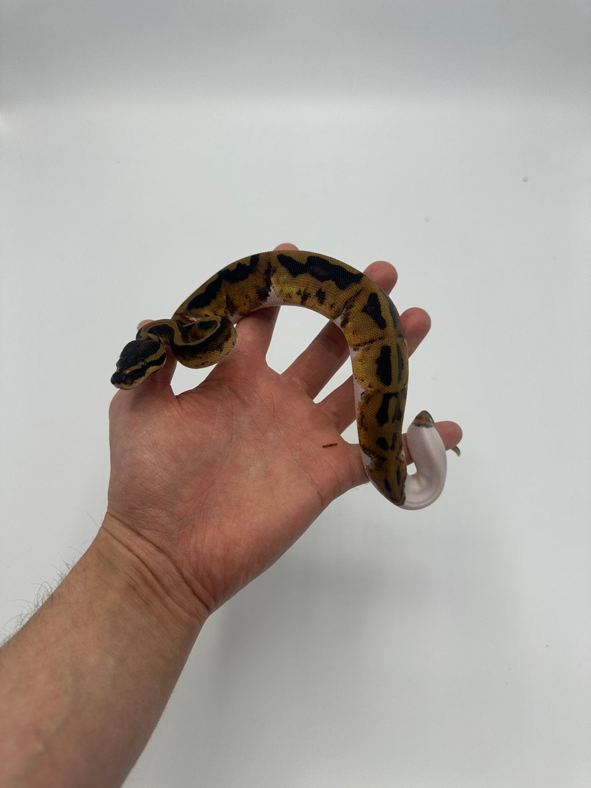 0.1 python regius - piebald het axanthic vpi, Dieren en Toebehoren