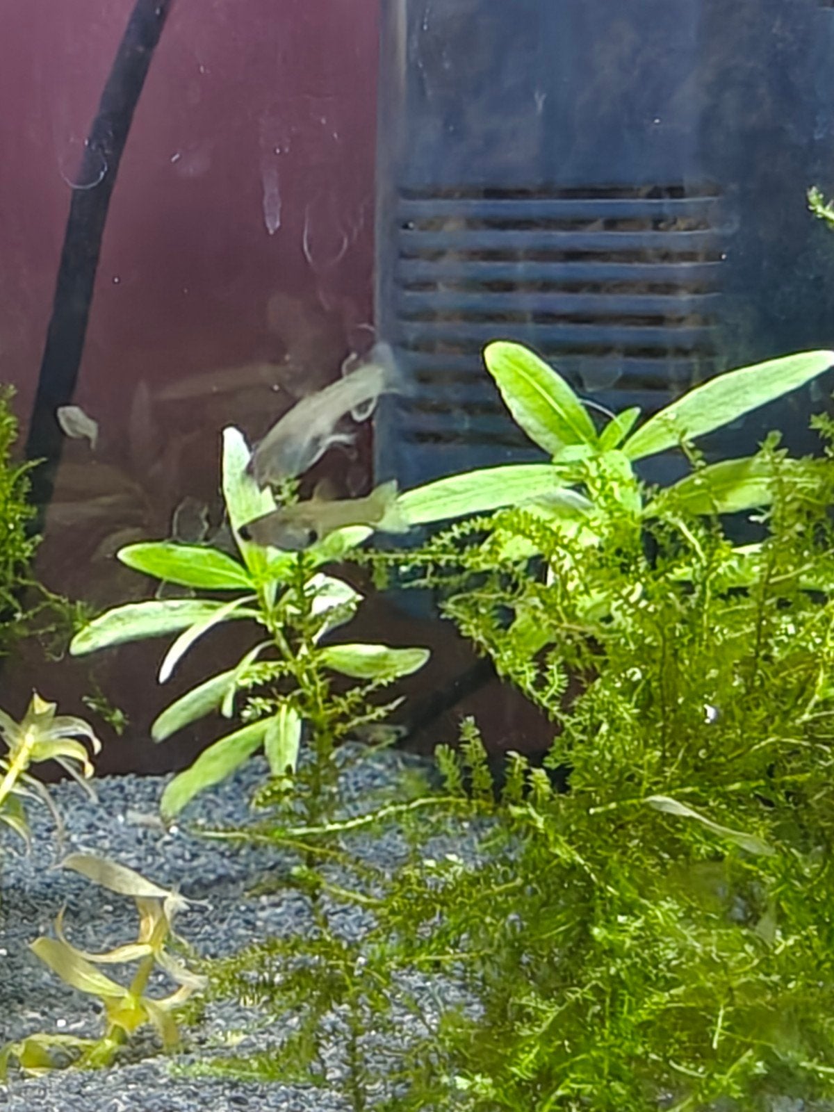 Guppy kleintjes, Dieren en Toebehoren, Vis, Zoetwatervis