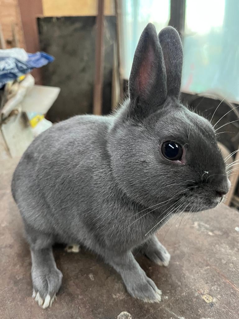 lièvre nain - lapin nain, Animaux & Accessoires, Lapins, Mâle, Nain, 0 à 2 ans