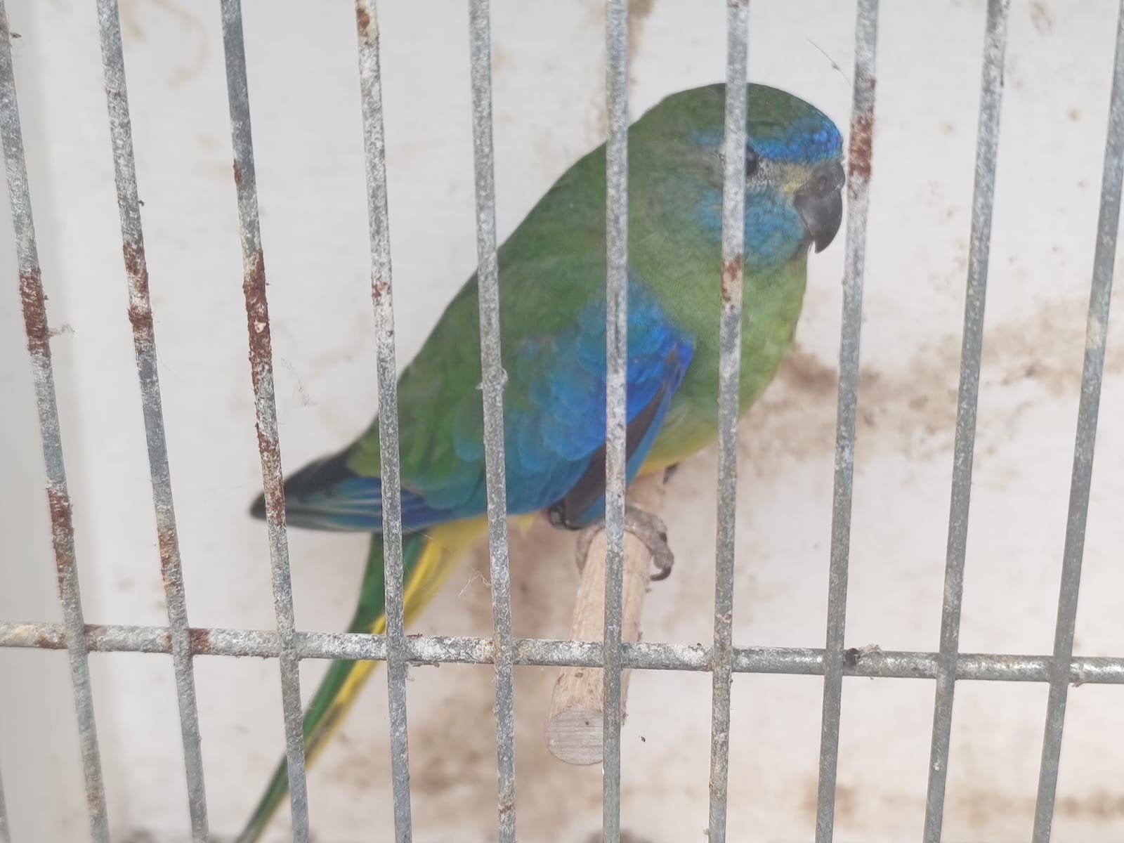 vogeltjes turquoise