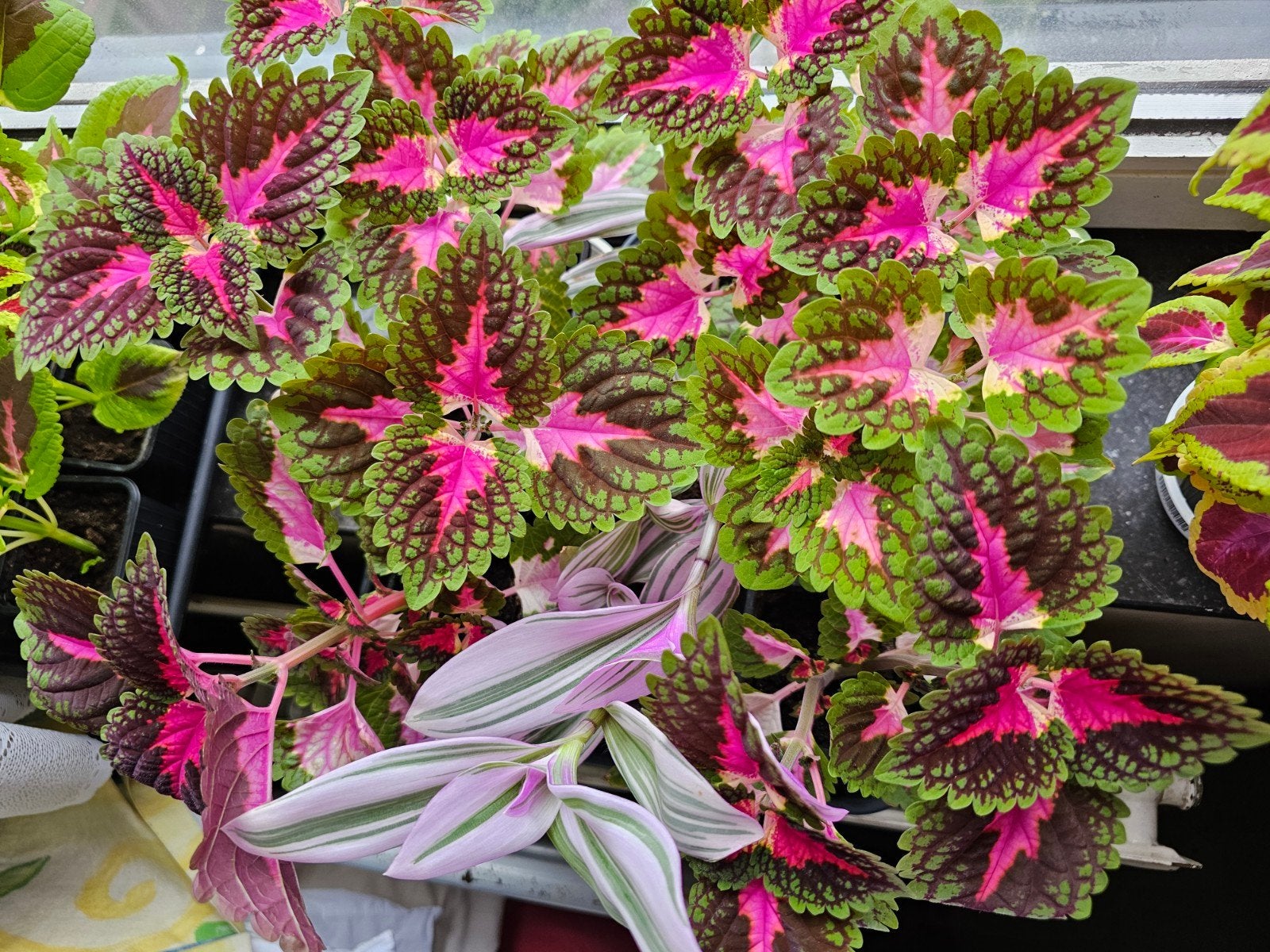 Coleus, tradescantia nanouk 3€ le pot, Maison & Meubles, Plantes d'intérieur, Enlèvement