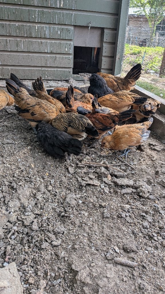 Jeunes barbus d Anvers pure race, Plusieurs animaux, Oiseau tropical, Domestique