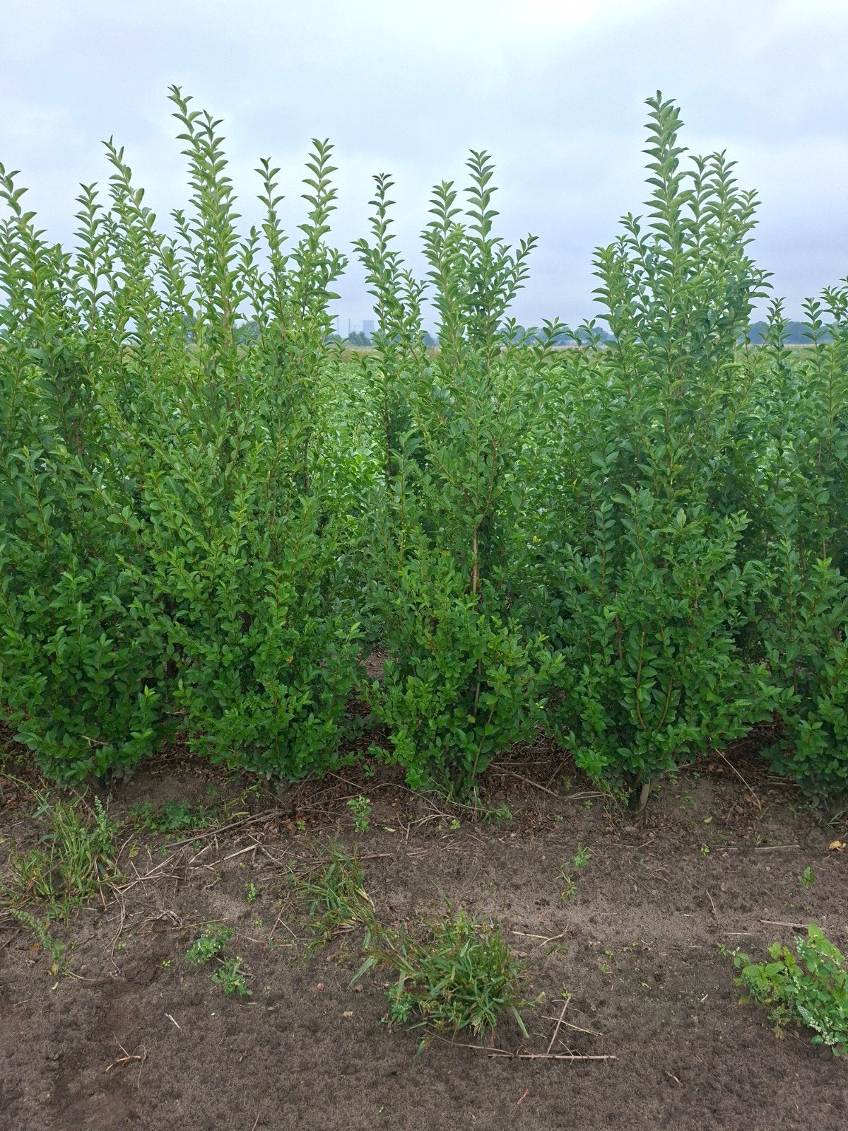 liguster, ligustrum ovalifolium, Ophalen of Verzenden, Liguster