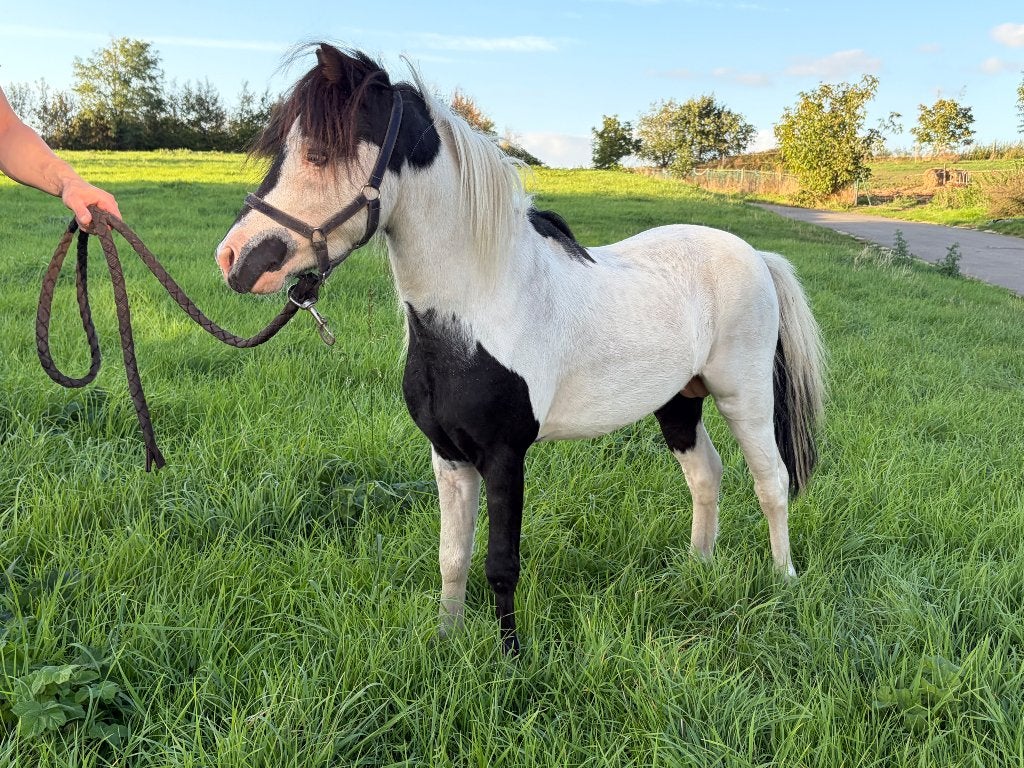Mini cheval américain, Animaux & Accessoires, Avec pedigree, Poney de récréation, Poney A (jusqu'à 1.17 m), 3 à 6 ans