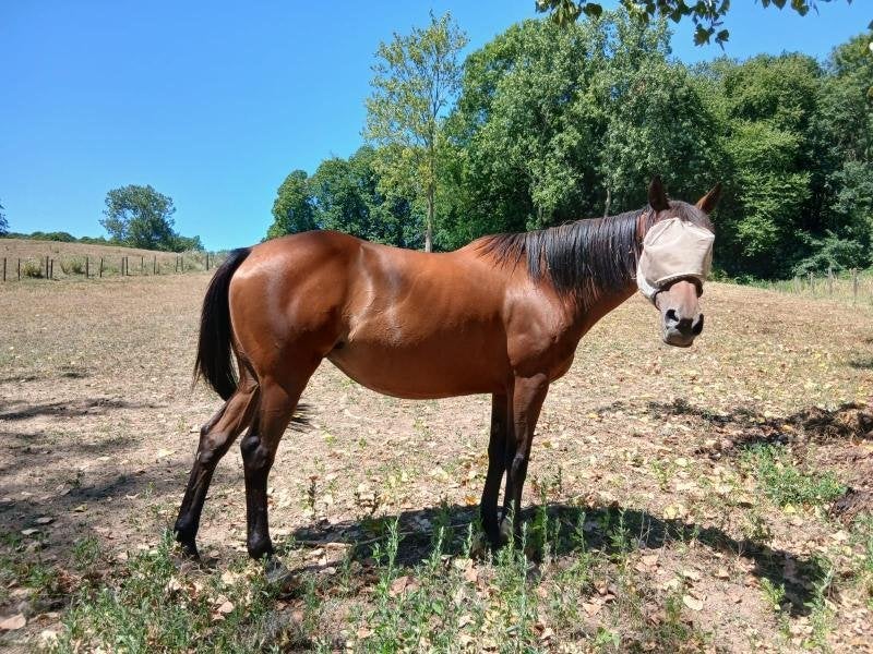paard, Animaux & Accessoires, Chevaux, 11 ans ou plus, Avec pedigree, L, 160 à 165 cm