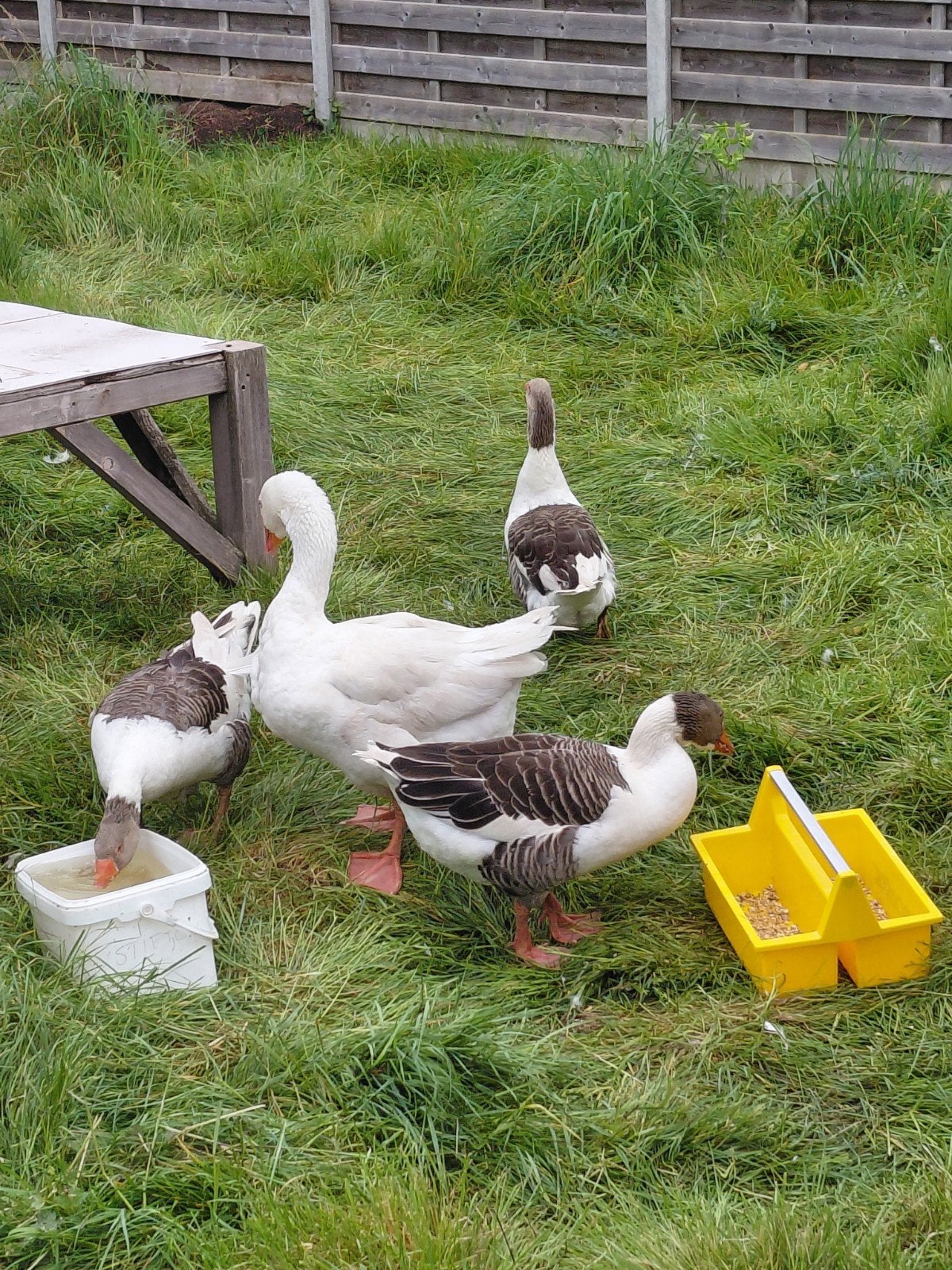 Ganzen, Dieren en Toebehoren
