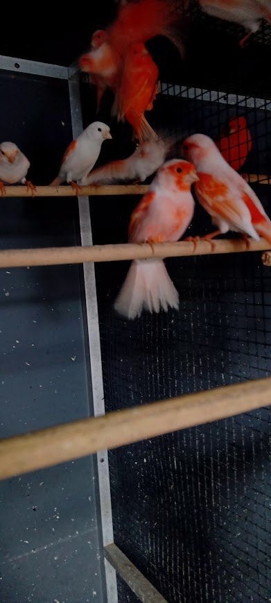 kanaries rood mozaiek, Dieren en Toebehoren, Meerdere dieren, Kleurkanarie