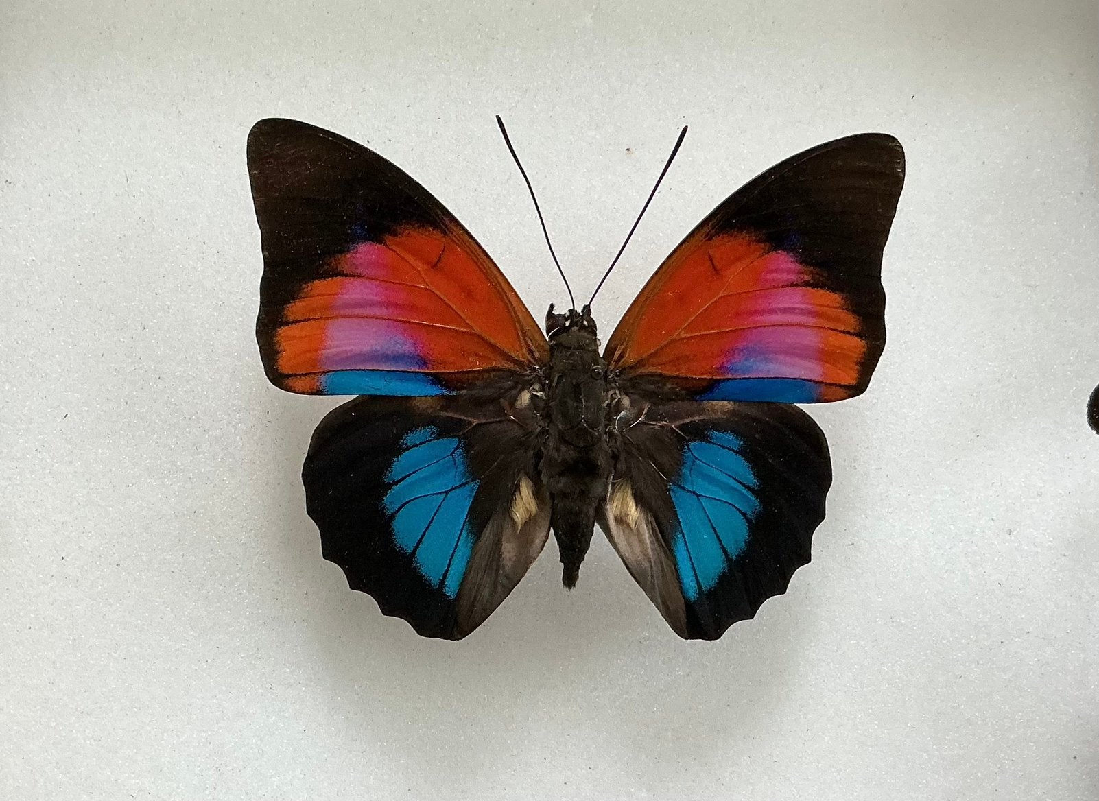AGRIAS hybride, bijzondere vlinders, Verzamelen, Ophalen of Verzenden