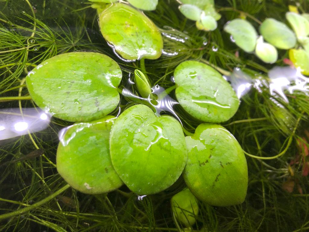 Limnobium laevigatum — morsure de grenouille amazonienne, Enlèvement, Neuf